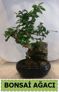 Bonsai aac japon aac sat  Rize gvenli kaliteli hzl iek 